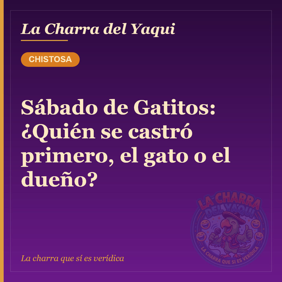 Sábado de Gatitos: ¿Quién se castró primero, el gato o el dueño?